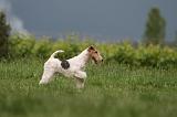 FOX TERRIER 690